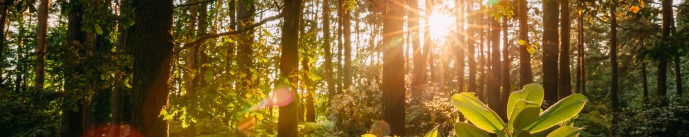 Beautiful Sunset Sunrise Sun Sunshine In Sunny Summer Mixed Forest. Sunlight Sunbeams Through Woods In Forest Landscape.